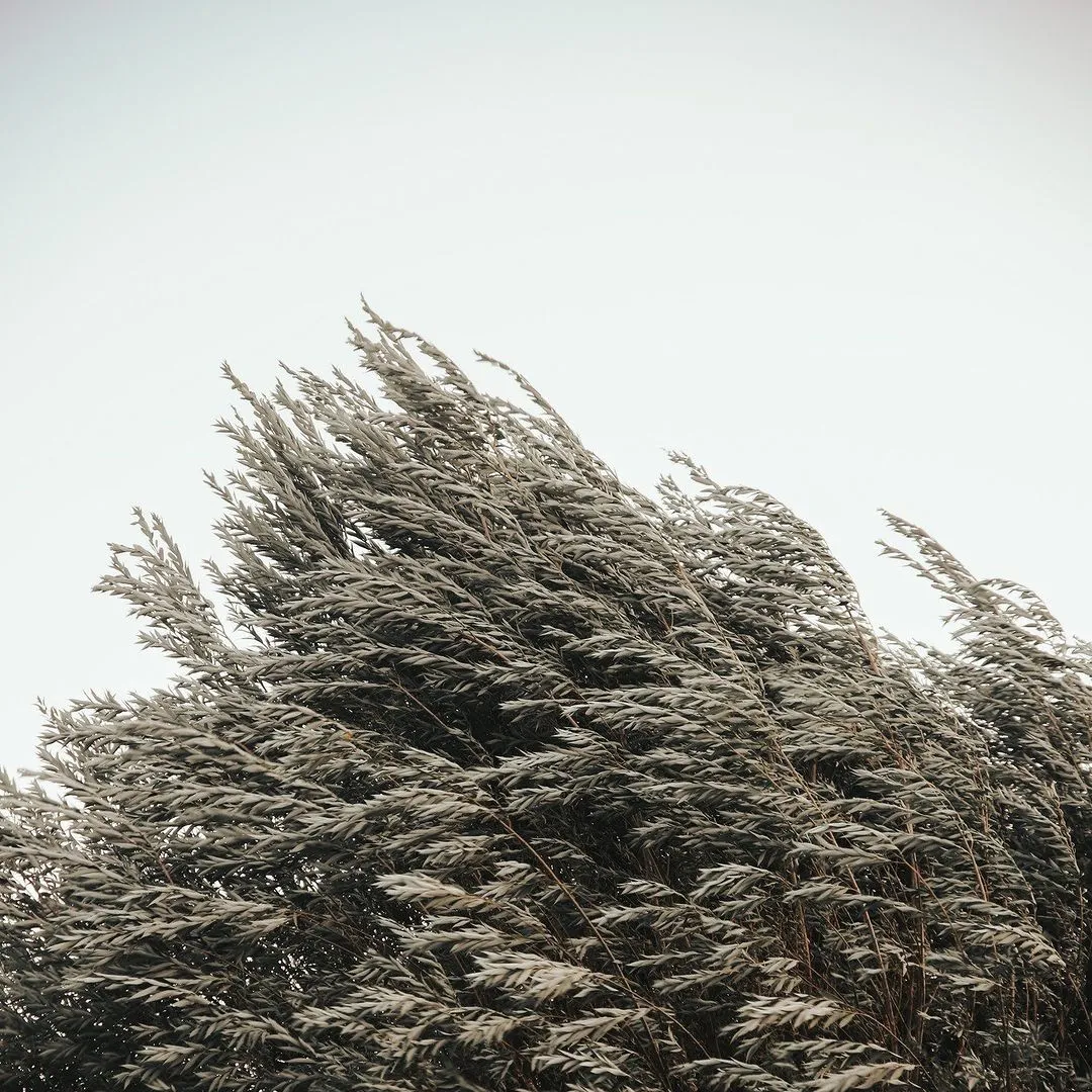 Wind howling on a tree